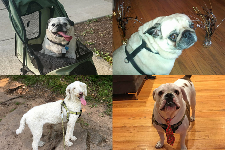 I didn’t 'get' dogs until I got dogs photo