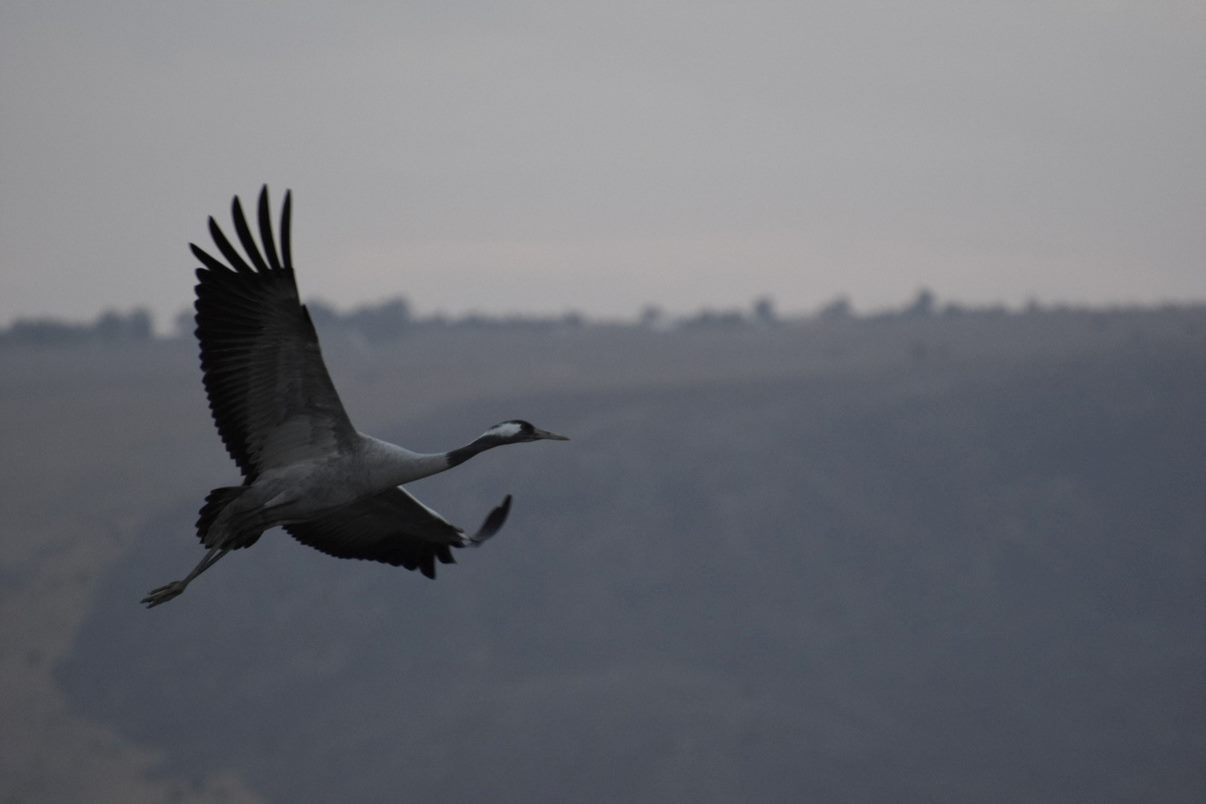 Hula Valley bird