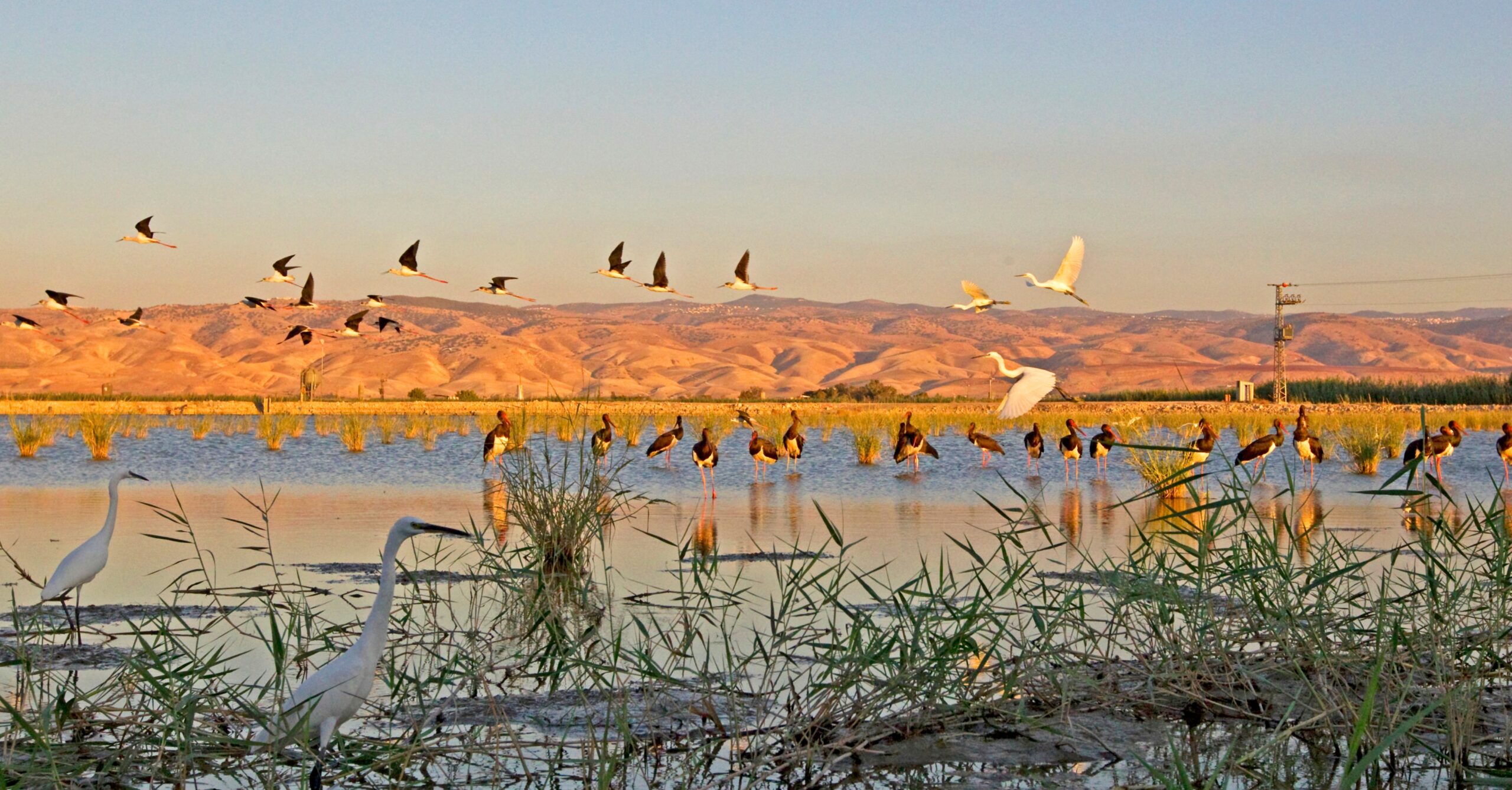 Society for the Protection of Nature in Israel