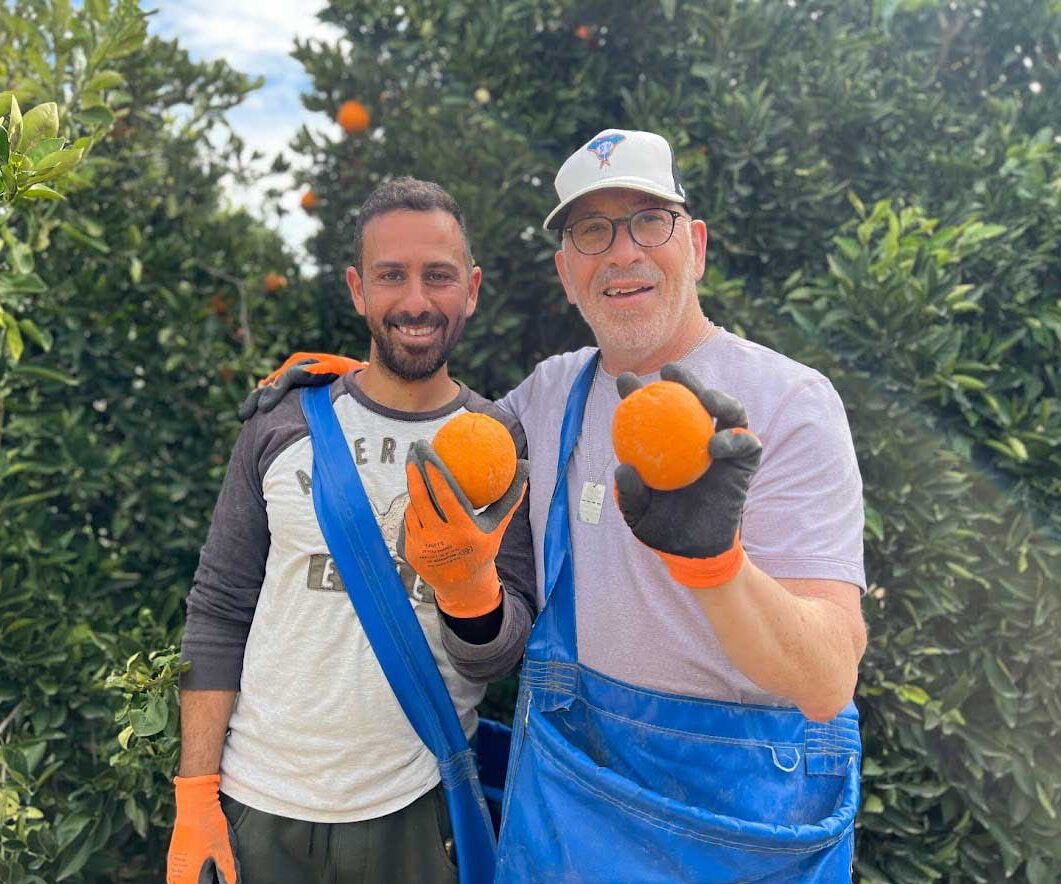 Two men picking oranges in Israel at a farm.
