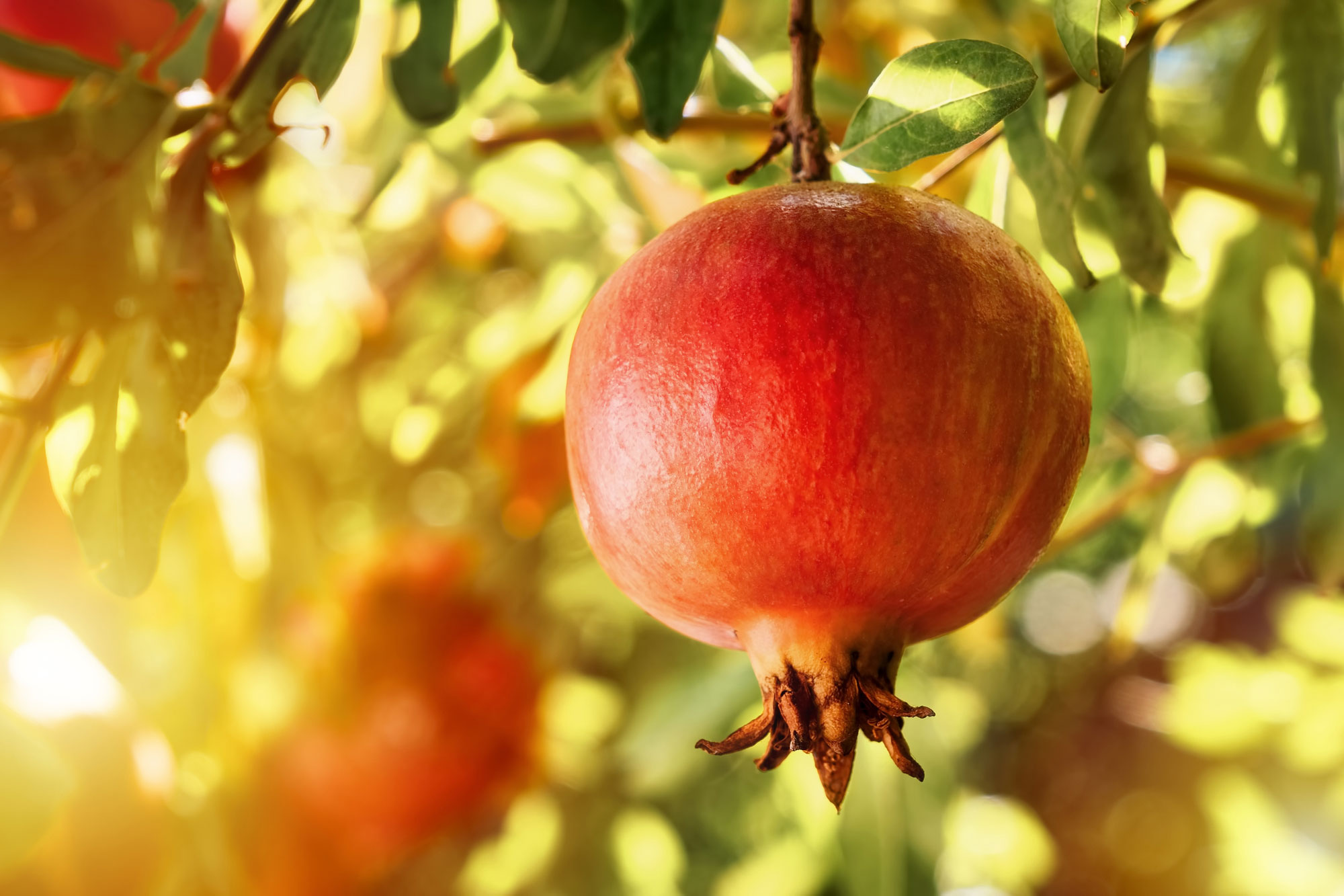 Close up photo of a pomegranate growing off a tree.
