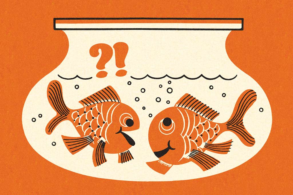 Two animated orange goldfish in a fish tank with question marks above their heads.