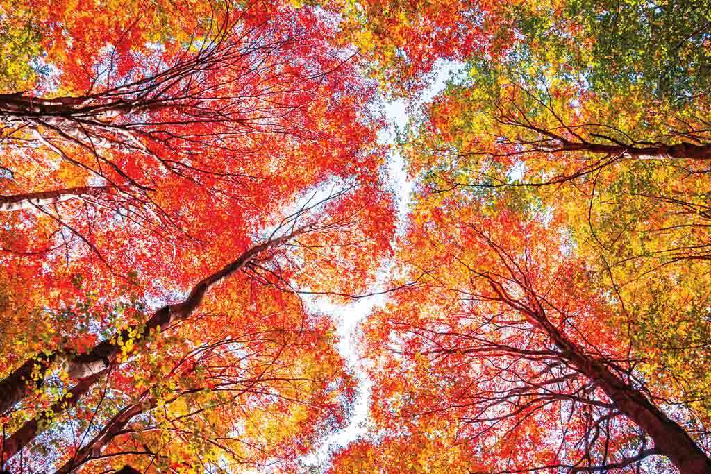 A photo of tree with red, yellow and green leaves